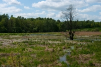 Mokradła