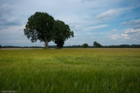 Warmińskie pola