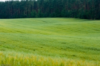 Falujące pola