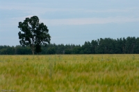 Warmińskie pola