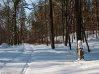 Warmiński Las