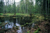 Puszcza Białowieska