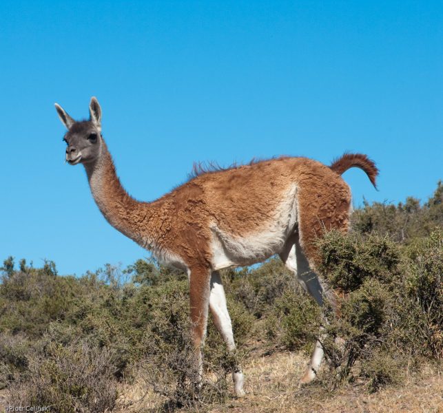 Guanaco