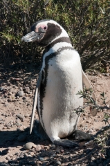 Pingwiny Magellana