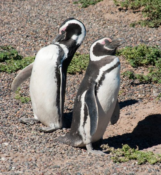 Pingwiny Magellana