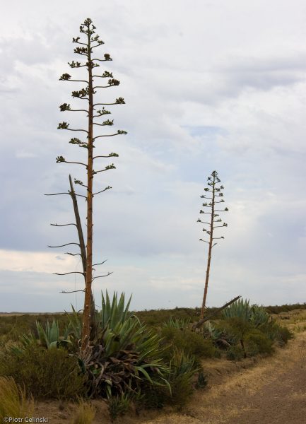 Peninsula Valdes